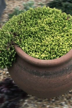 Gold Moss Sedum - 10 Pack Of 4" Pint Pots -Plant Promotion Store Sedum Acre Gold Moss 5