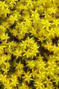 Gold Moss Sedum - 10 Pack Of 4" Pint Pots -Plant Promotion Store Sedum Acre Gold Moss 6