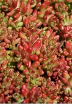 Coral Carpet Sedum Album - 10 Count Flat Of Quart Pots -Plant Promotion Store Sedum Album Coral Carpet 1