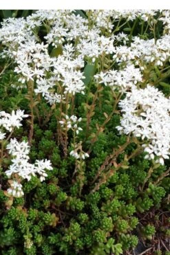 Coral Carpet Sedum Album - 10 Count Flat Of Quart Pots -Plant Promotion Store Sedum Album Coral Carpet 2