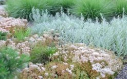 Coral Carpet Sedum Album - 10 Count Flat Of Quart Pots -Plant Promotion Store Sedum Album Coral Carpet 5