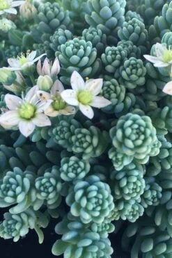 Blue Tears Sedum (Corsican Stonecrop) - 10 Pack Of Pint Pots -Plant Promotion Store Sedum Dasphyllum Major Blue Tears 1