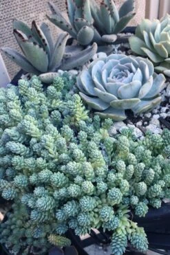 Blue Tears Sedum (Corsican Stonecrop) - 10 Pack Of Pint Pots -Plant Promotion Store Sedum Dasphyllum Major Blue Tears 6