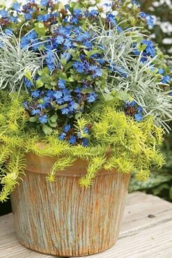 Angelina Sedum - 10 Count Flat Of 4" Pots -Plant Promotion Store Sedum Rupestre Angelina 1 1