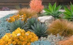 Angelina Sedum - 5 Pack Of 4" Pots -Plant Promotion Store Sedum Rupestre Angelina 10