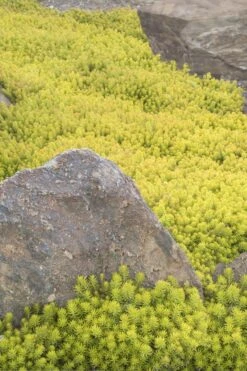 Angelina Sedum - 10 Count Flat Of 4" Pots -Plant Promotion Store Sedum Rupestre Angelina 3 1