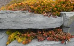 Angelina Sedum - 5 Pack Of 4" Pots -Plant Promotion Store Sedum Rupestre Angelina 5