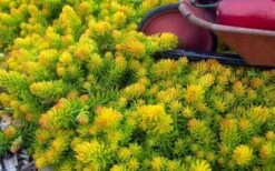 Angelina Sedum - 10 Count Flat Of 4" Pots -Plant Promotion Store Sedum Rupestre Angelina 6 1