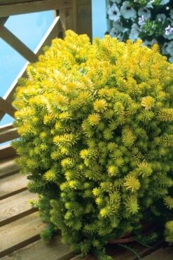Angelina Sedum - 5 Pack Of 4" Pots -Plant Promotion Store Sedum Rupestre Angelina 8