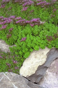 John Creech Sedum - 10 Count Flat Of 4" Pots 12 John Creech Sedum - 10 Count Flat Of 4" Pots -Plant Promotion Store Sedum Spurium John Creech 1