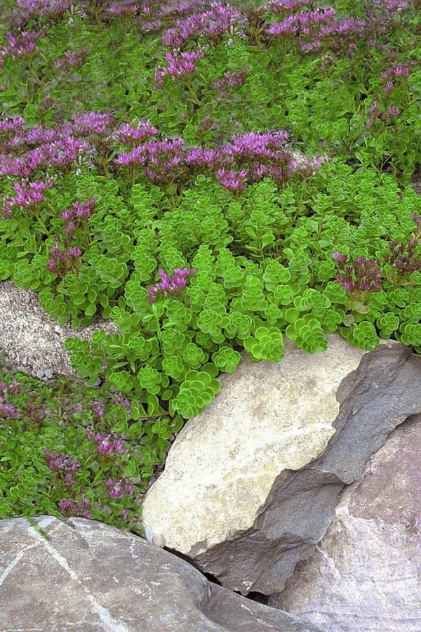 John Creech Sedum - 10 Count Flat Of 4" Pots 6 John Creech Sedum - 10 Count Flat Of 4" Pots - Image 6