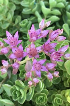John Creech Sedum - 10 Count Flat Of 4" Pots 13 John Creech Sedum - 10 Count Flat Of 4" Pots -Plant Promotion Store Sedum Spurium John Creech 3