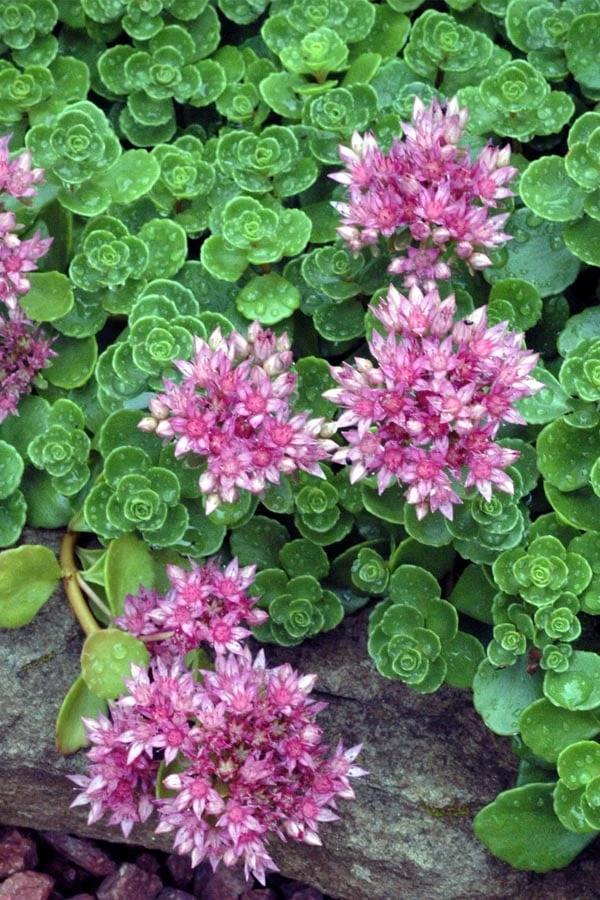 John Creech Sedum - 10 Count Flat Of 4" Pots 1 John Creech Sedum - 10 Count Flat Of 4" Pots