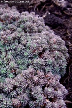 Tiny Buttons Sedum Hispanicum - 10 Pack Of Pint Pots -Plant Promotion Store Sedum hispanicum minus tiny buttons 2
