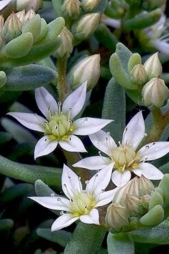 Tiny Buttons Sedum Hispanicum - 10 Pack Of Pint Pots -Plant Promotion Store Sedum hispanicum minus tiny buttons 4
