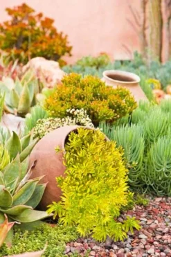 Lemon Ball Sedum - 3 Pack Of Quart Pots -Plant Promotion Store Sedum mexicanum lemon ball 2