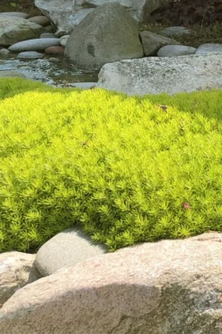 Lemon Ball Sedum - 3 Pack Of Quart Pots -Plant Promotion Store Sedum mexicanum lemon ball 4