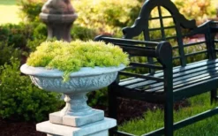 Lemon Ball Sedum - 3 Pack Of Quart Pots -Plant Promotion Store Sedum mexicanum lemon ball 6