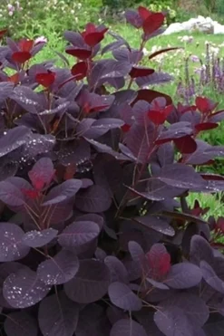 Royal Purple Smoke Tree (Smokebush) - Cotinus Coggygria - 2 Gallon Pot 19 Royal Purple Smoke Tree (Smokebush) - Cotinus Coggygria - 2 Gallon Pot -Plant Promotion Store Smoke Tree Royal Purple 11
