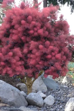 Royal Purple Smoke Tree (Smokebush) - Cotinus Coggygria - 2 Gallon Pot 14 Royal Purple Smoke Tree (Smokebush) - Cotinus Coggygria - 2 Gallon Pot -Plant Promotion Store Smoke Tree Royal Purple 12