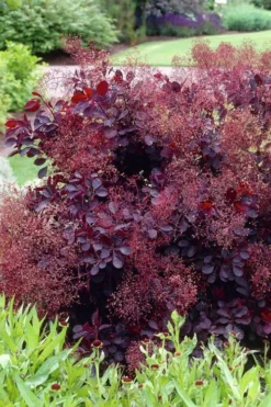 Royal Purple Smoke Tree (Smokebush) - Cotinus Coggygria - 2 Gallon Pot 16 Royal Purple Smoke Tree (Smokebush) - Cotinus Coggygria - 2 Gallon Pot -Plant Promotion Store Smoke Tree Royal Purple 23