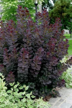 Royal Purple Smoke Tree (Smokebush) - Cotinus Coggygria - 2 Gallon Pot 13 Royal Purple Smoke Tree (Smokebush) - Cotinus Coggygria - 2 Gallon Pot -Plant Promotion Store Smoke Tree Royal Purple 25