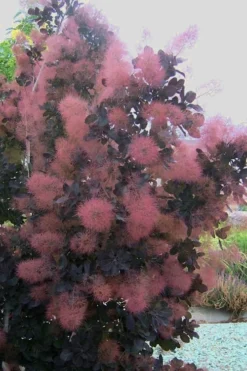 Royal Purple Smoke Tree (Smokebush) - Cotinus Coggygria - 2 Gallon Pot 17 Royal Purple Smoke Tree (Smokebush) - Cotinus Coggygria - 2 Gallon Pot -Plant Promotion Store Smoke Tree Royal Purple 28
