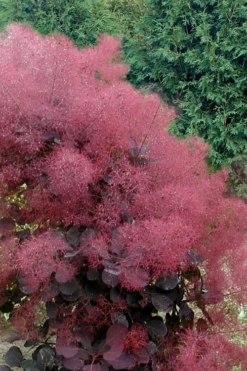 Royal Purple Smoke Tree (Smokebush) - Cotinus Coggygria - 2 Gallon Pot 1 Royal Purple Smoke Tree (Smokebush) - Cotinus Coggygria - 2 Gallon Pot