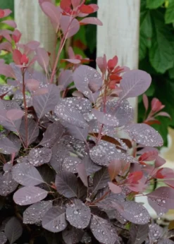 Winecraft Black Smokebush - Cotinus Coggygria - 5 Gallon Pot -Plant Promotion Store Smokebush Winecraft Black 6