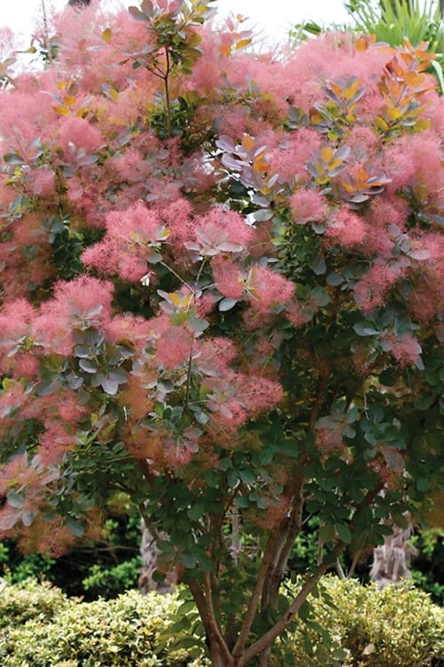 Grace Pink Flowering Smoke Tree - 1 Gallon Pot 7 Grace Pink Flowering Smoke Tree - 1 Gallon Pot - Image 7