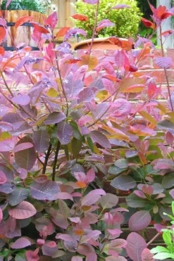 Grace Pink Flowering Smoke Tree - 1 Gallon Pot 15 Grace Pink Flowering Smoke Tree - 1 Gallon Pot -Plant Promotion Store Smoketree Grace 3