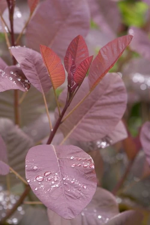 Grace Pink Flowering Smoke Tree - 1 Gallon Pot 5 Grace Pink Flowering Smoke Tree - 1 Gallon Pot - Image 5