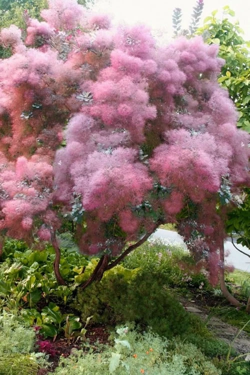 Grace Pink Flowering Smoke Tree - 1 Gallon Pot 4 Grace Pink Flowering Smoke Tree - 1 Gallon Pot - Image 4