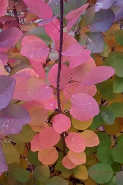 Grace Pink Flowering Smoke Tree - 1 Gallon Pot 13 Grace Pink Flowering Smoke Tree - 1 Gallon Pot -Plant Promotion Store Smoketree Grace Fall Color 5