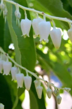 Sourwood Tree (Oxydendrum Arboreum) - 7 Gallon Pot (4-5') -Plant Promotion Store Sourwood Tree 18