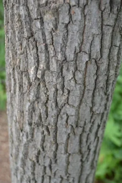 Sourwood Tree (Oxydendrum Arboreum) - 7 Gallon Pot (4-5') -Plant Promotion Store Sourwood Tree 20