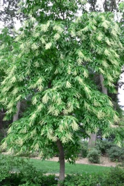 Sourwood Tree (Oxydendrum Arboreum) - 7 Gallon Pot (4-5') -Plant Promotion Store Sourwood Tree 22