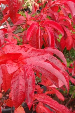 Sourwood Tree (Oxydendrum Arboreum) - 7 Gallon Pot (4-5') -Plant Promotion Store Sourwood Tree 6