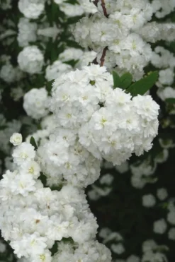 Double Reeves Bridal Wreath Spirea - 6 Pack Of 1 Gallon Pots