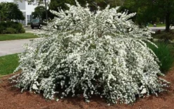 Double Reeves Bridal Wreath Spirea - 6 Pack Of 1 Gallon Pots -Plant Promotion Store Spirea Reeves 7