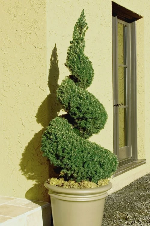 Spiral Dwarf Alberta Spruce Topiary - 5 Gallon Pot 1 Spiral Dwarf Alberta Spruce Topiary - 5 Gallon Pot