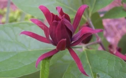 Sweetshrub (Carolina Allspice) - Calycanthus Floridus - 5 Gallon Pot -Plant Promotion Store Sweet Shrub