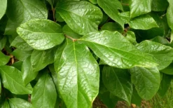 Sweetshrub (Carolina Allspice) - Calycanthus Floridus - 5 Gallon Pot -Plant Promotion Store Sweetshrub Leaves