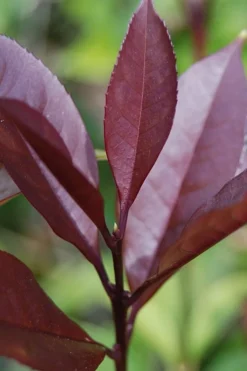 Apricot Echo Tea Olive - Osmanthus Fragrans Aurantiacus - 1 Gallon Pot 9 Apricot Echo Tea Olive - Osmanthus Fragrans Aurantiacus - 1 Gallon Pot -Plant Promotion Store Tea Olive Apricot Echo 4