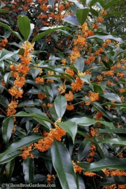 Fragrant Orange Tea Olive - Osmanthus Fragrans Aurantiacus - 7 Gallon Pot (5-6') -Plant Promotion Store Tea Olive Orange 102 1