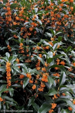 Fragrant Orange Tea Olive - Osmanthus Fragrans Aurantiacus - 7 Gallon Pot (5-6') -Plant Promotion Store Tea Olive Orange 103 1