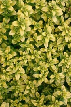 Archers Gold Lemon Thyme - Thymus Citriodorus - 10 Pack Of Pint Pots -Plant Promotion Store Thyme Archers Gold Rev 500x750 1