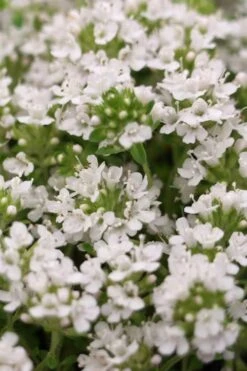 White Creeping Thyme (Thymus Praecox 'Albiflorus') - 6 Pack Of Pint Pots 8 White Creeping Thyme (Thymus Praecox 'Albiflorus') - 6 Pack Of Pint Pots -Plant Promotion Store Thyme Creeping White 3
