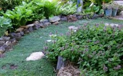 Elfin Creeping Thyme - Thymus Serpyllum Elfin - 6 Pack Of 3.5" Pint Pots -Plant Promotion Store Thyme Elfin 10