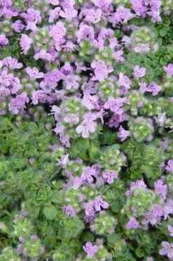 Elfin Creeping Thyme - Thymus Serpyllum Elfin - 6 Pack Of 3.5" Pint Pots -Plant Promotion Store Thyme Elfin BS